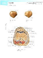 Sobotta  Atlas of Human Anatomy  Trunk, Viscera,Lower Limb Volume2 2006, page 291